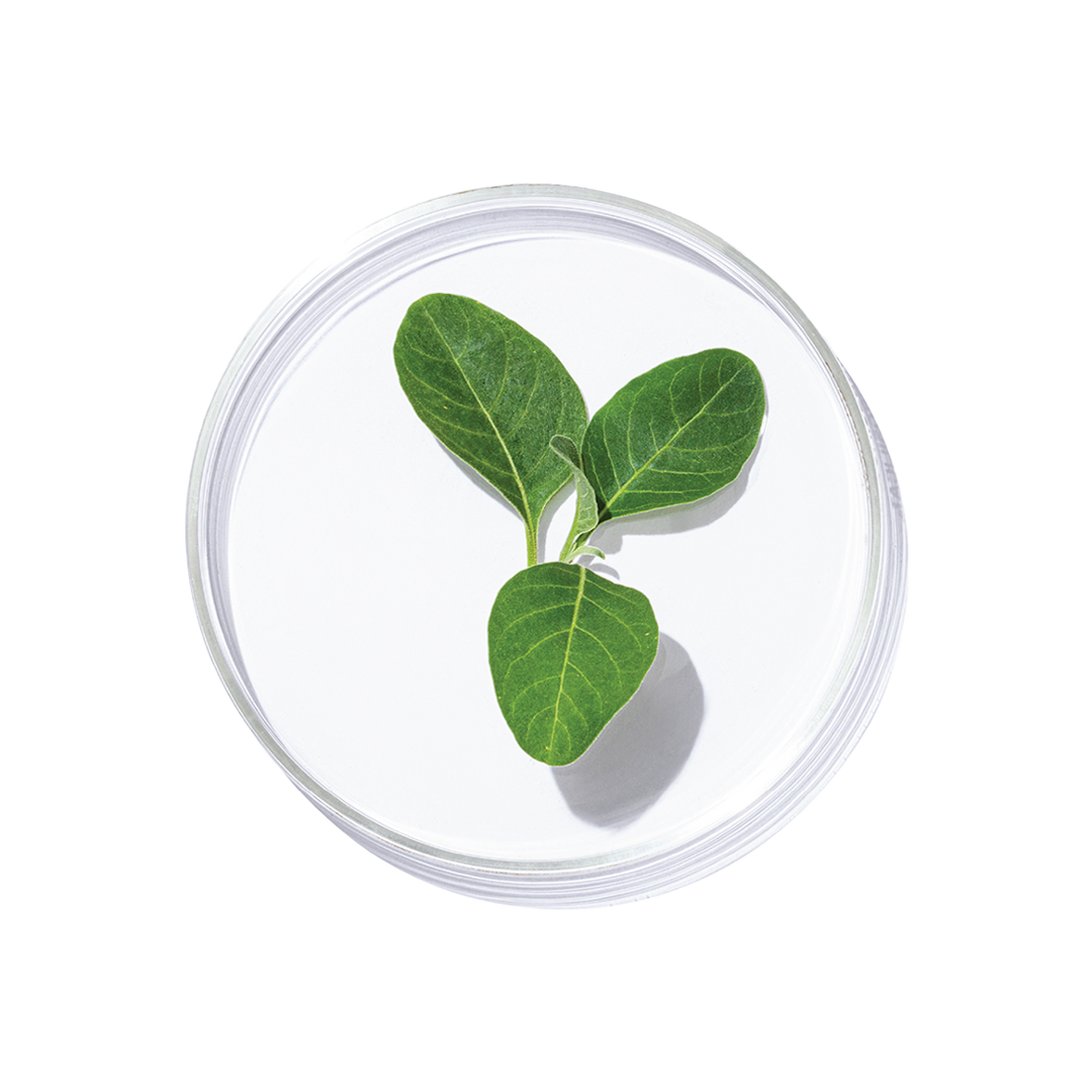 Ashwagandha TT (Withania somnifera)
