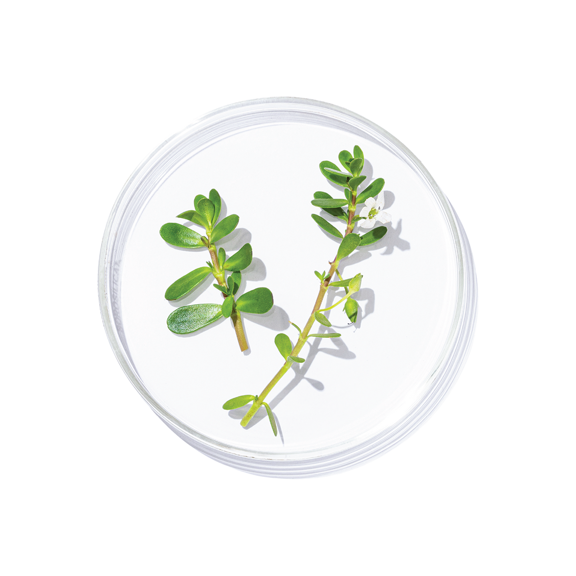 Brahmi (Bacopa monnieri)