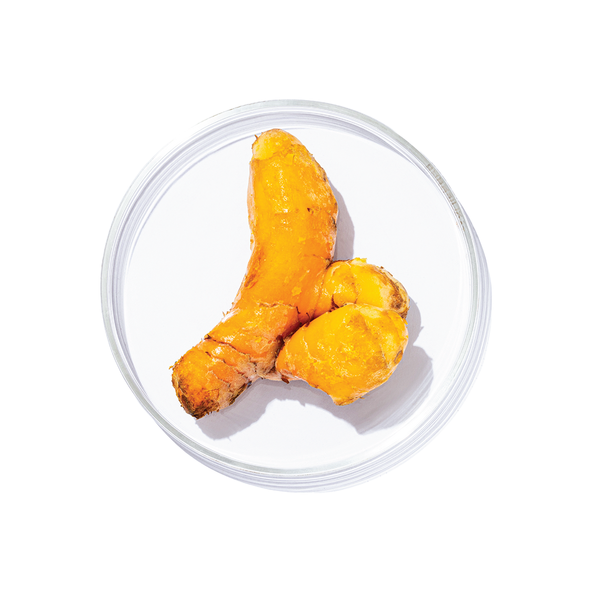 Haridra (Curcuma longa)