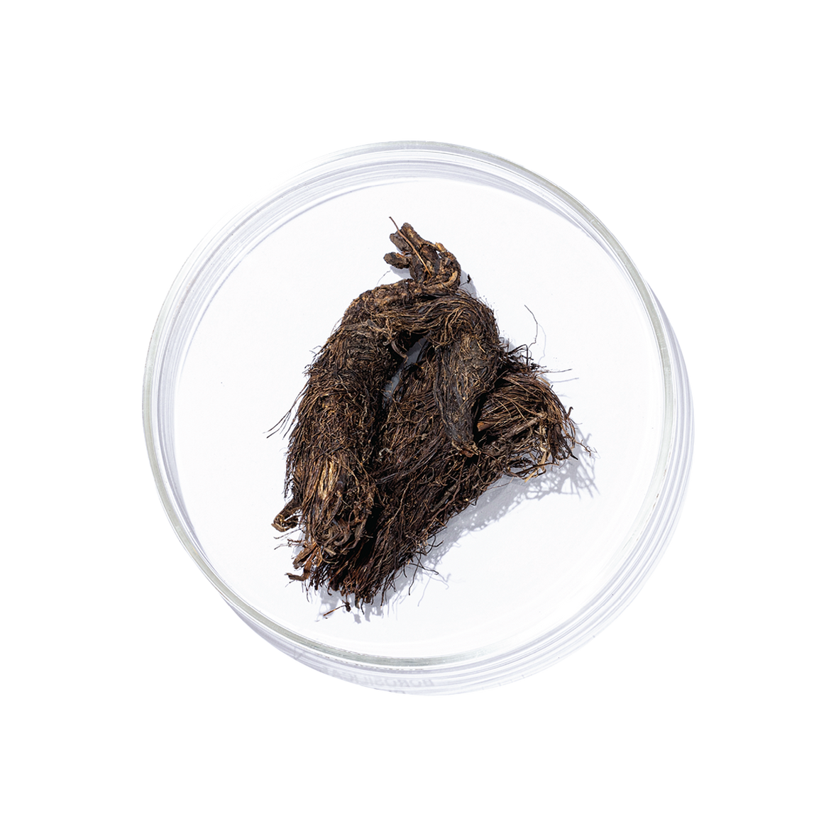 Jatamansi (Nardostachys jatamansi)