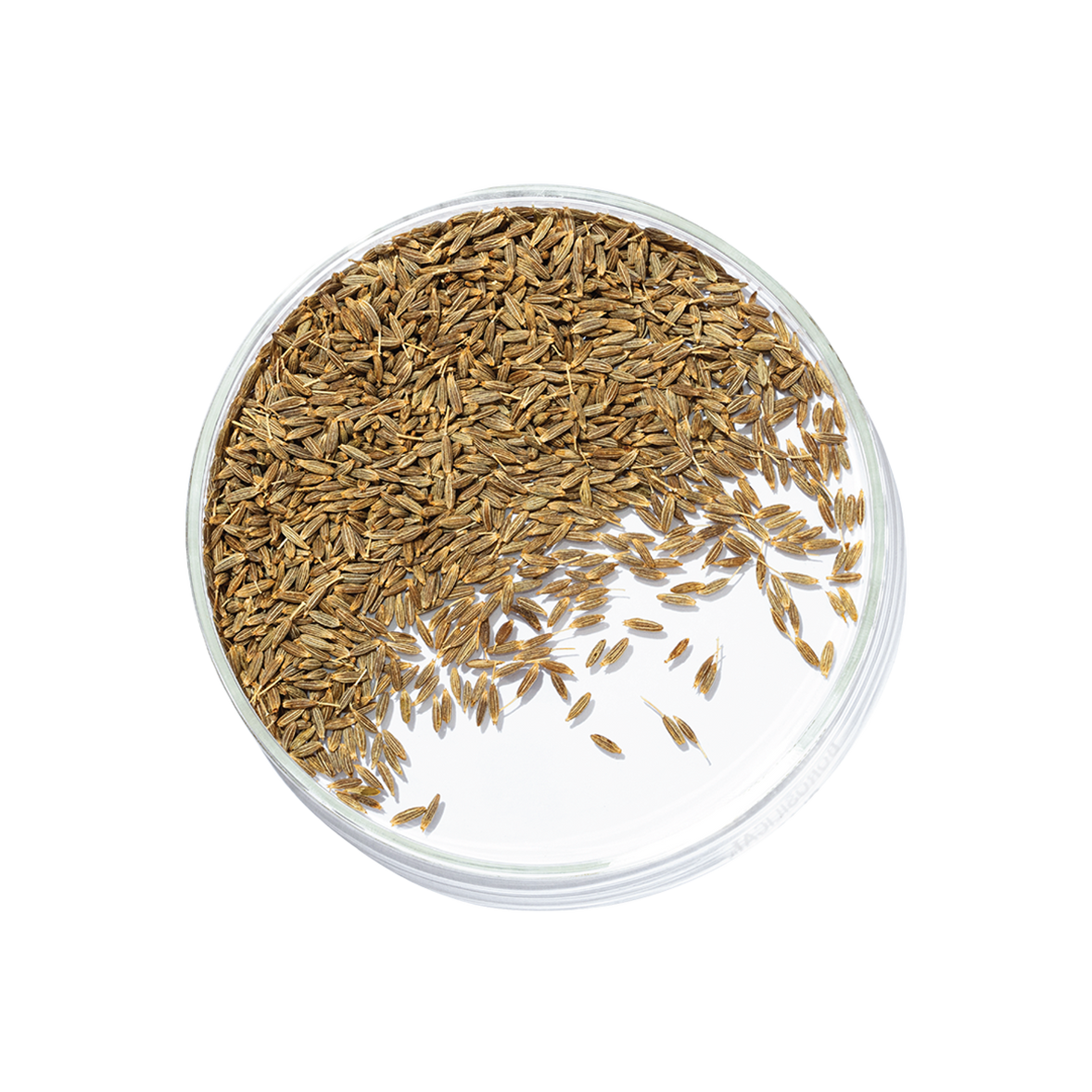 Jeera (Cuminum cyminum)