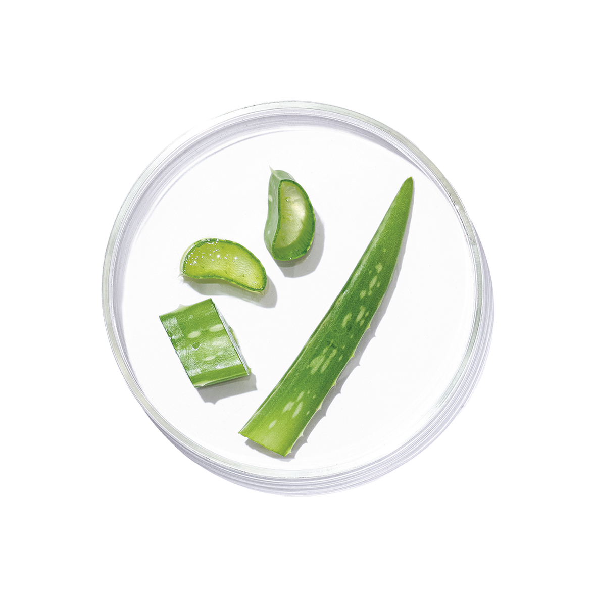 Aloe Vera (Aloe barbadensis Miller)