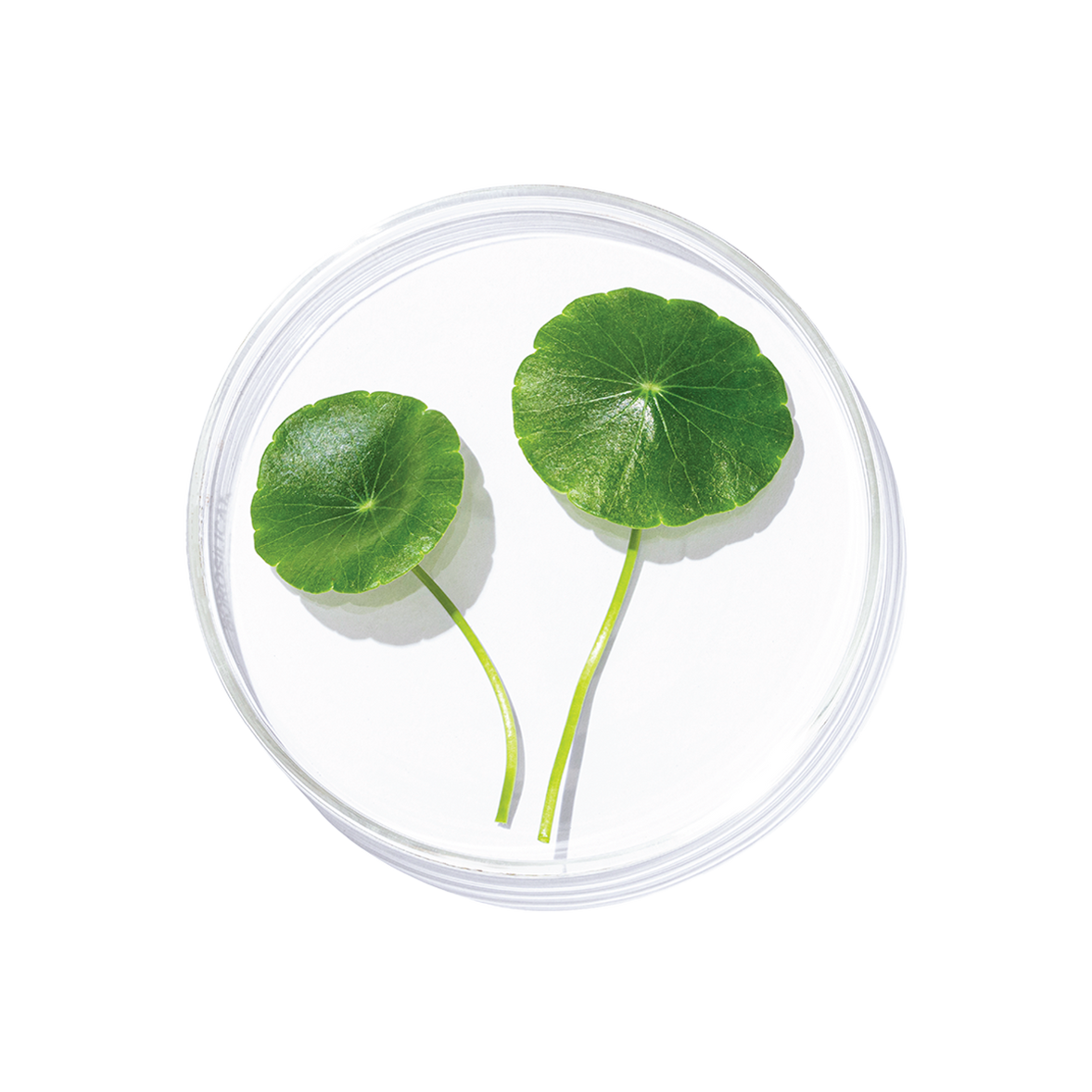 Mandukaparni (Centella asiatica)