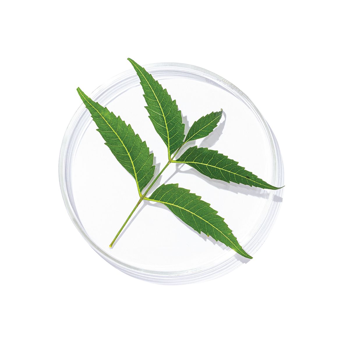 Neem (Azadirachta indica)