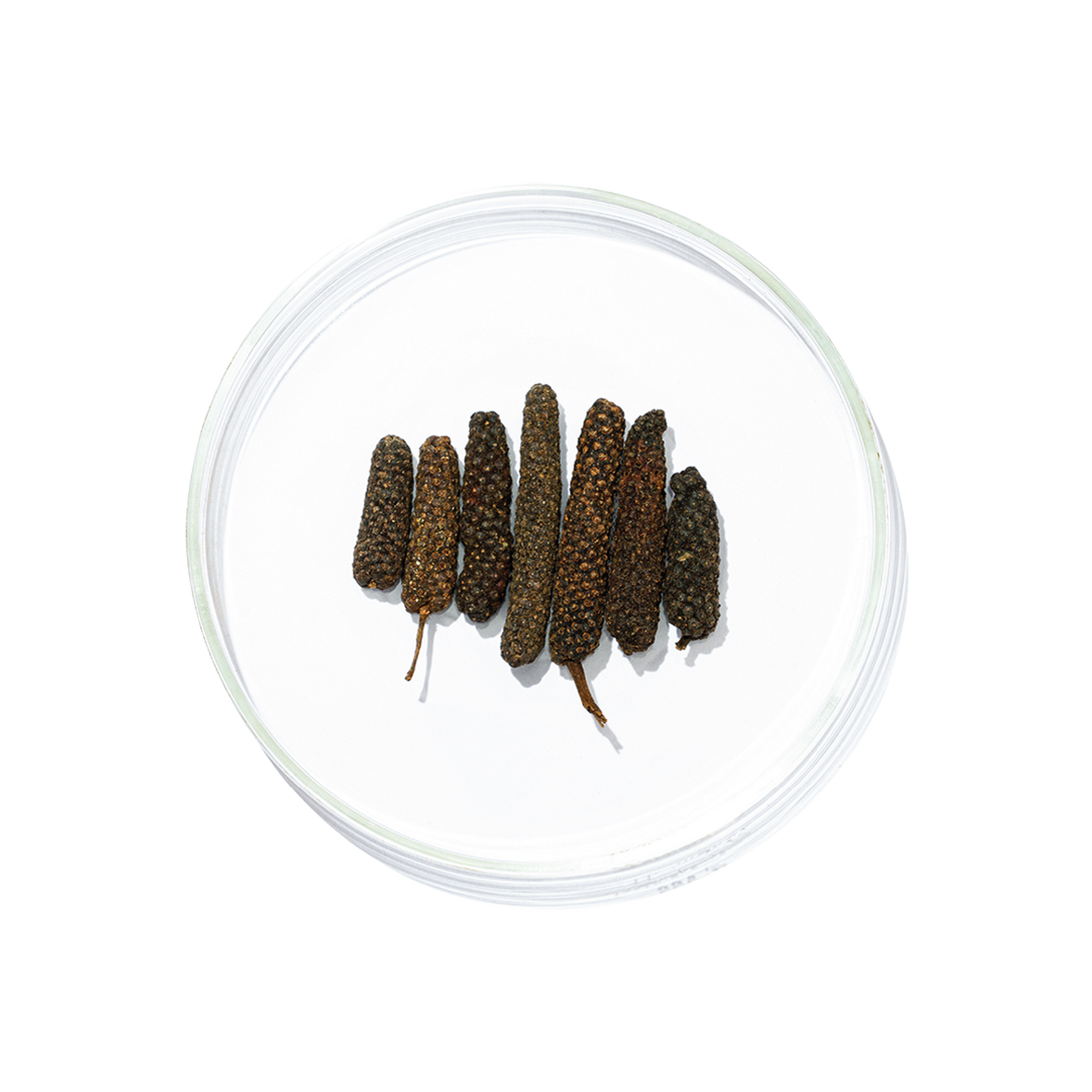 Pippali (Piper longum)