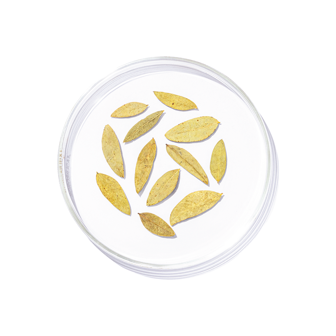 Rasna (Pluchea lanceolata)