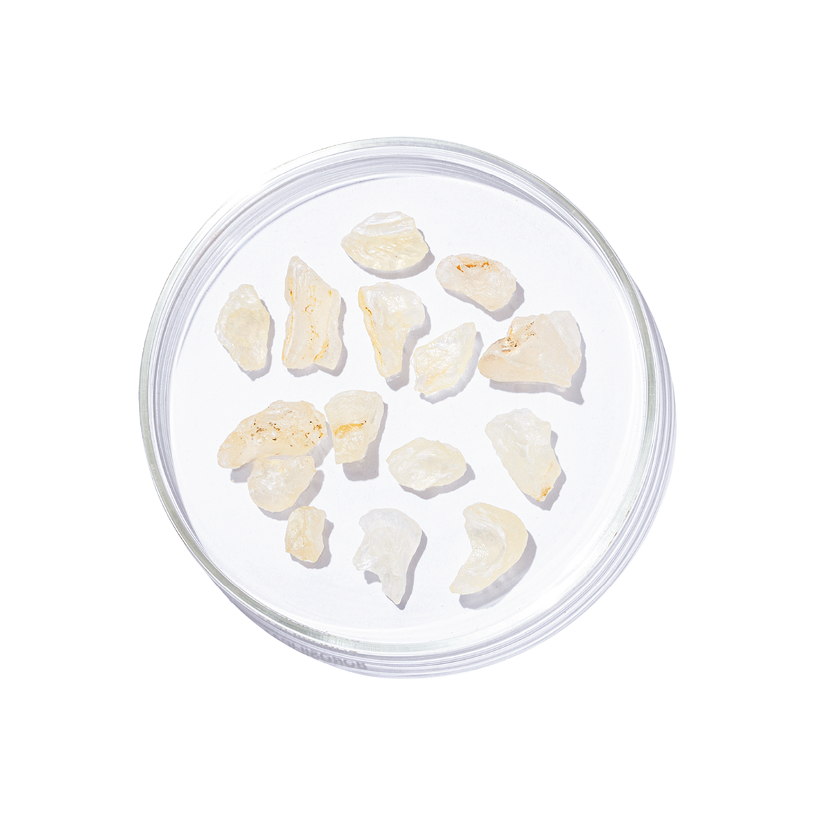Shallaki (Boswellia serrata)