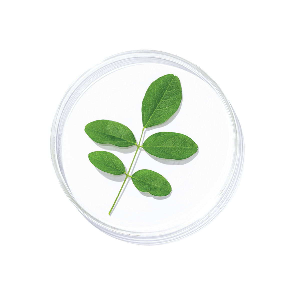 Shankhapushpi (Convolvulus pluricaulis)
