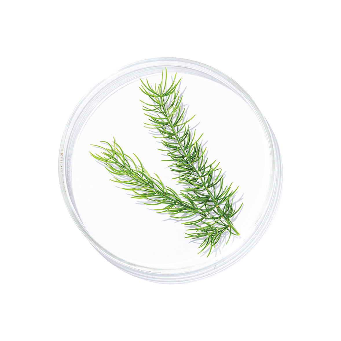 Shatavari (Asparagus racemosus)