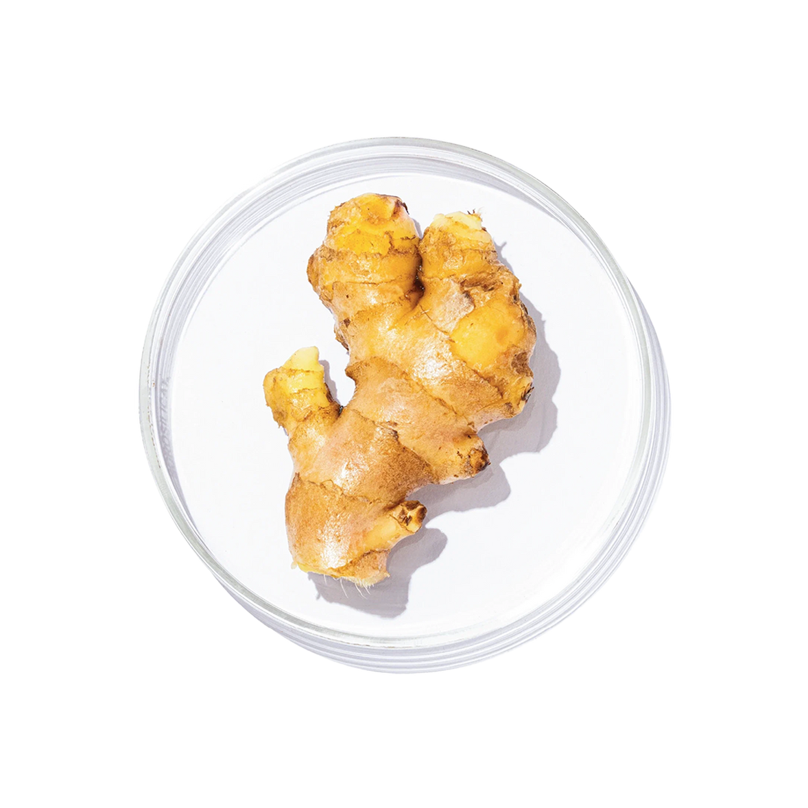Shunthi (Zingiber officinale)