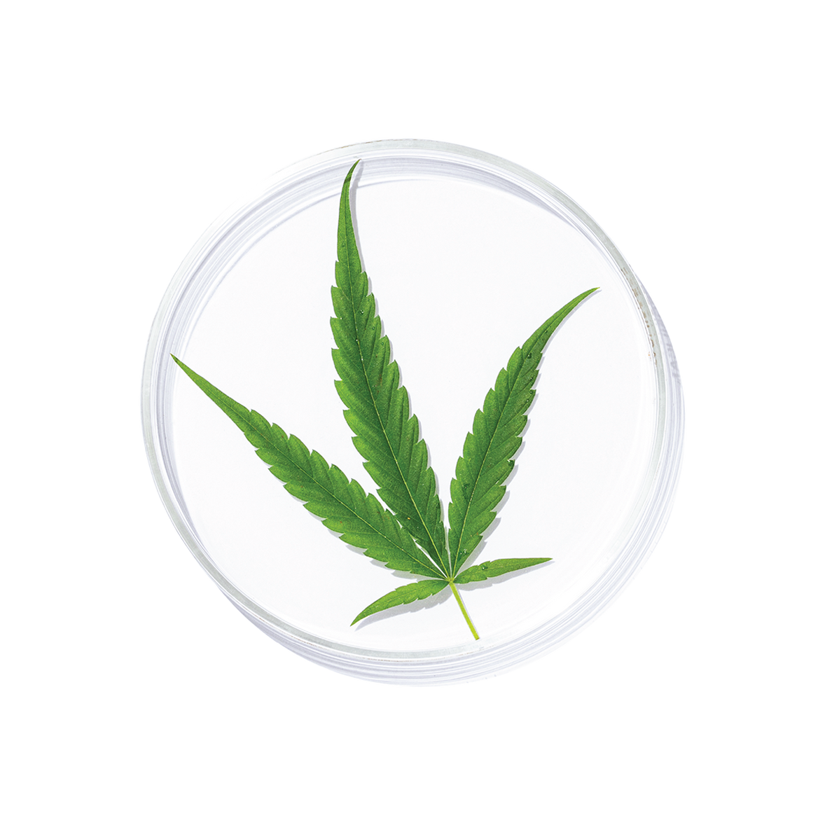 Vijaya Leaf Extract (Cannabis Leaf Extract)